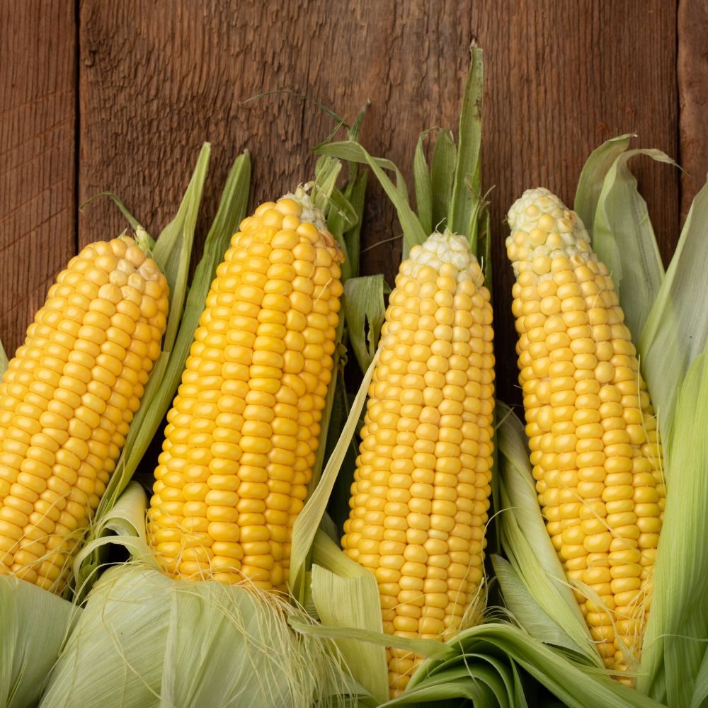 best fertilizer for planting sweet corn Sweet Corn