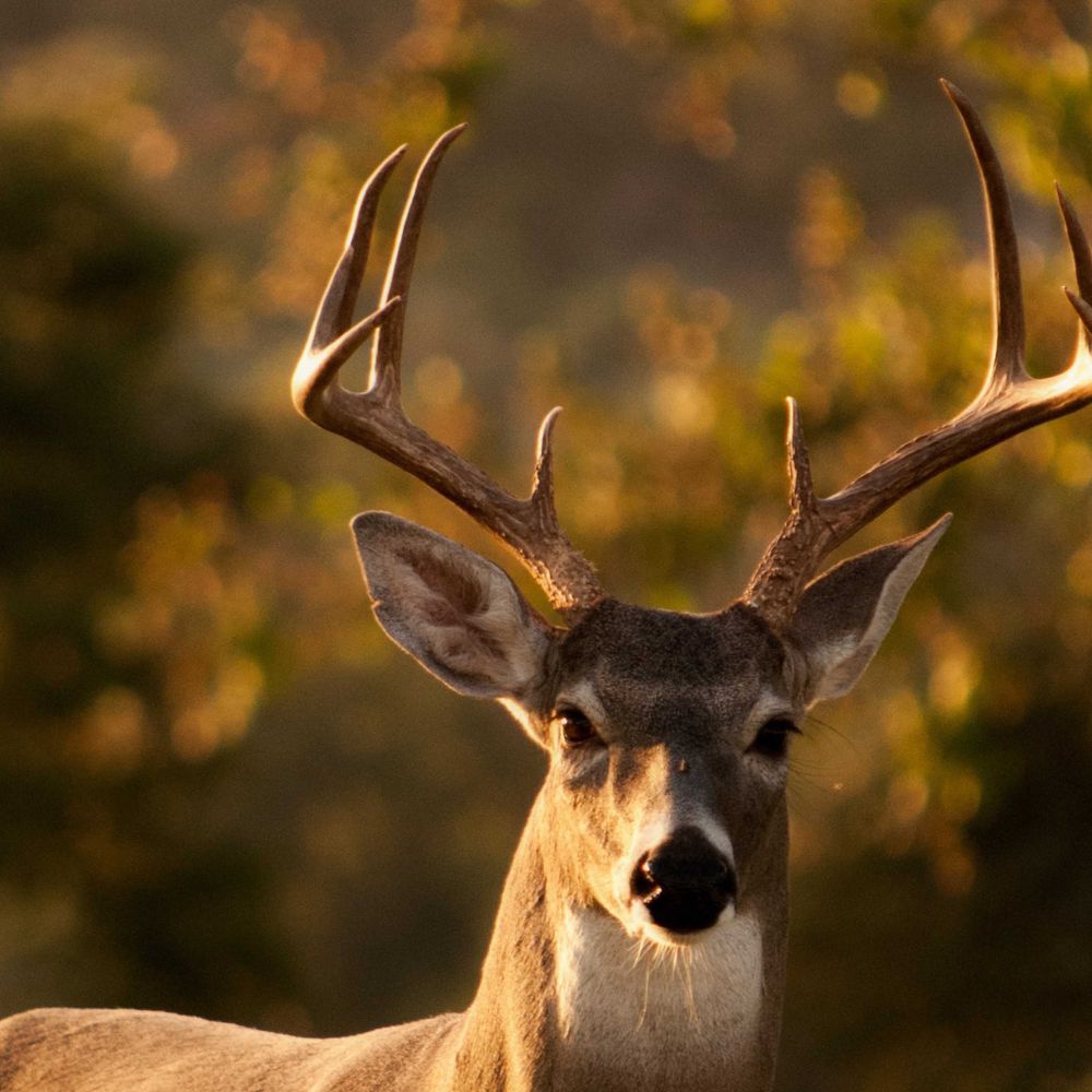 Rack Chaser Content Image