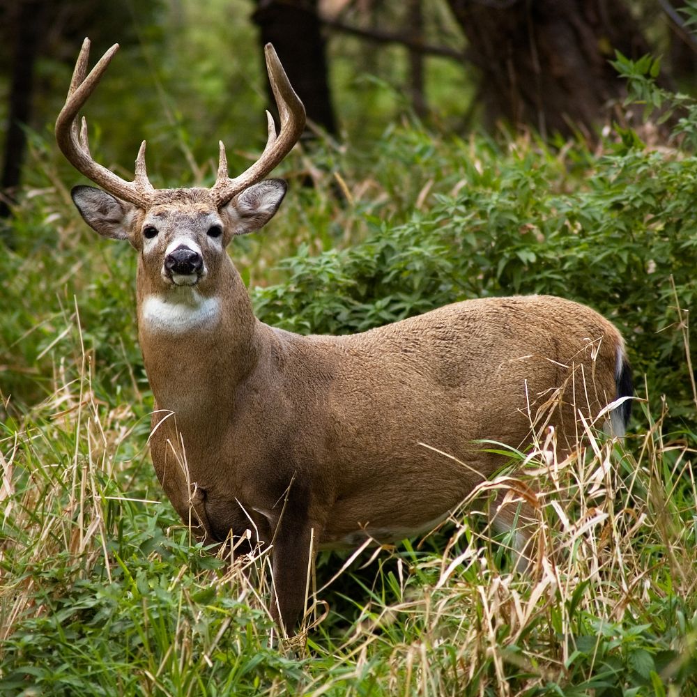 Rack Chaser Content Image deer in Grass