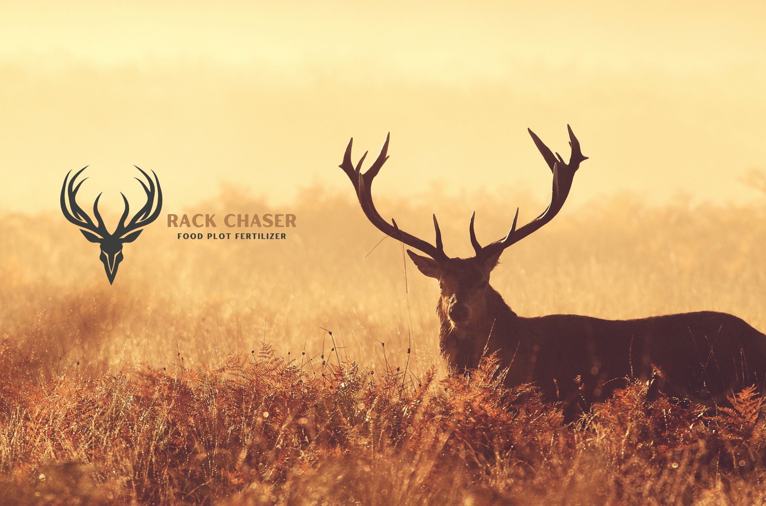 Rack Chaser Hero Image Desktop