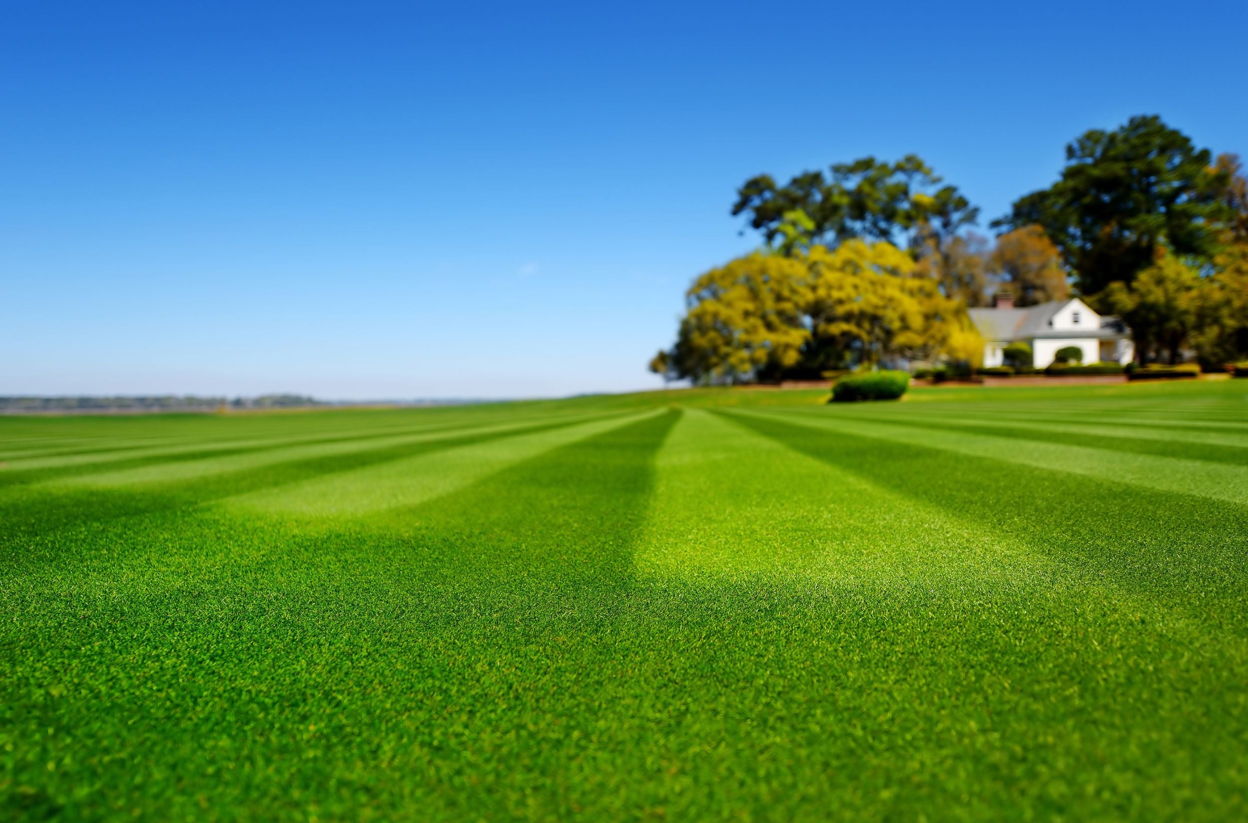 OFS Lawn Content Image